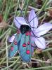 Zygaena lavandulae