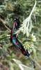 Zygaena lavandulae