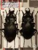 Carabus reitterianus