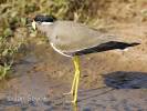 Vanellus malabaricus - Yellow-wattled Lapwing