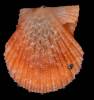 Talochlamys pusio