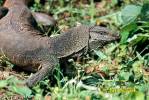 Varanus bengalensis - varan bengálský