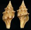 Perrona subspirata