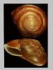 Aegistohadra contractiva