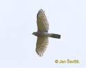 Accipiter badius badius