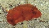 Dendrodoris fumata