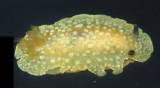 Doriopsilla nigrocera