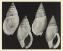 Nassarius foveolatus