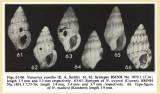 Nassarius pumilio