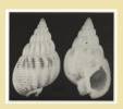 Tritia denticulata