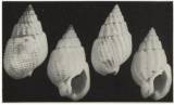 Nassarius niveus