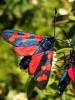 Zygaena transalpina