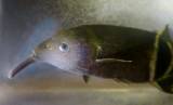 Gnathonemus petersii - Peters' Elephantnose Fish
