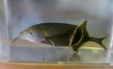 Gnathonemus petersii - Peters' Elephantnose Fish