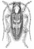 Callipogonius cornutus
