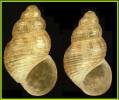 Crisilla simulans