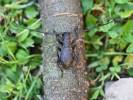 Morimus asper