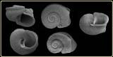 Satondella brasiliensis