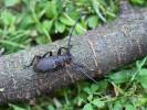 Morimus asper