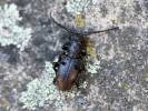 Herophila veluchiana
