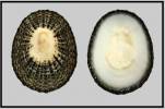 Scutellastra miliaris