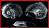 Discopsis irregularis