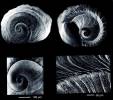 Discopsis similis