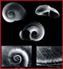 Discopsis militaris