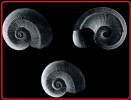 Discopsis exmilitaris