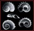Discopsis liliae