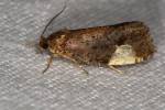 Hedya dimidiana