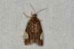 Hedya dimidiana