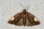 Hedya dimidiana