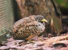 Turnix suscitator - Barred Buttonquail