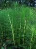 Equisetum telmateia - přeslička největší