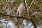 Accipiter badius sphenurus