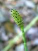Equisetum ramosissimum - přeslička větevnatá
