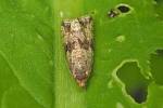 Celypha striana - obaleč pampeliškový