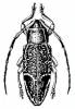 Grammoechus ligatus