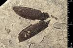 Carabus neli