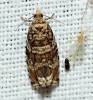 Celypha cespitana
