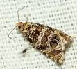 Celypha cespitana