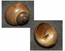 Lanistes ovum