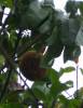 Pachira aquatica - pachira vodní