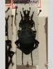 Carabus anchocephalus lanzhouensis