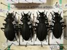 Carabus arboreus arboreus
