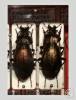 Carabus roborowskii