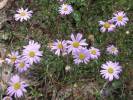 Brachyscome multifida