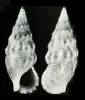 Colina pinguis