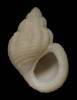 Galeodinopsis fariai